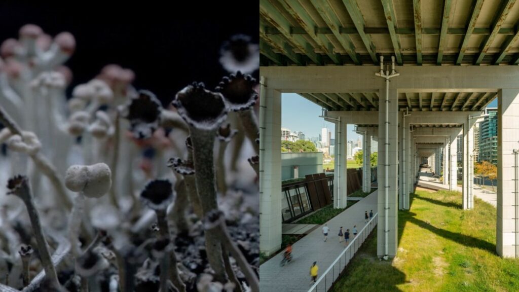 Dual image of Lichen and of underneath a part of the Gardiner