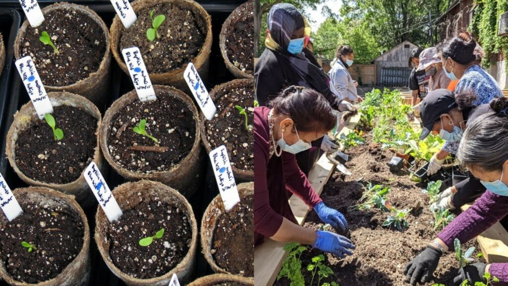 A dual image of a number of small plants, and of people planting them