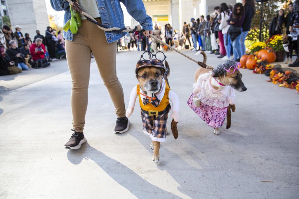 Two dogs dressed up in costume being led by their owner on leases with a crowd of parade onlookers behind them.