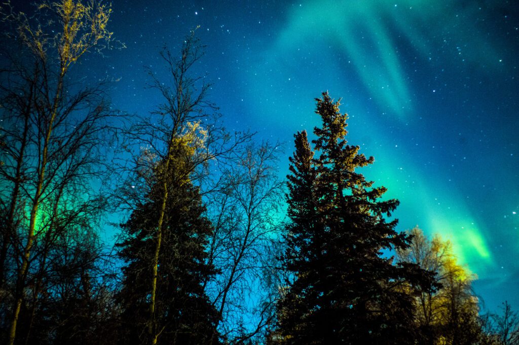 Northern lights behind tall trees.