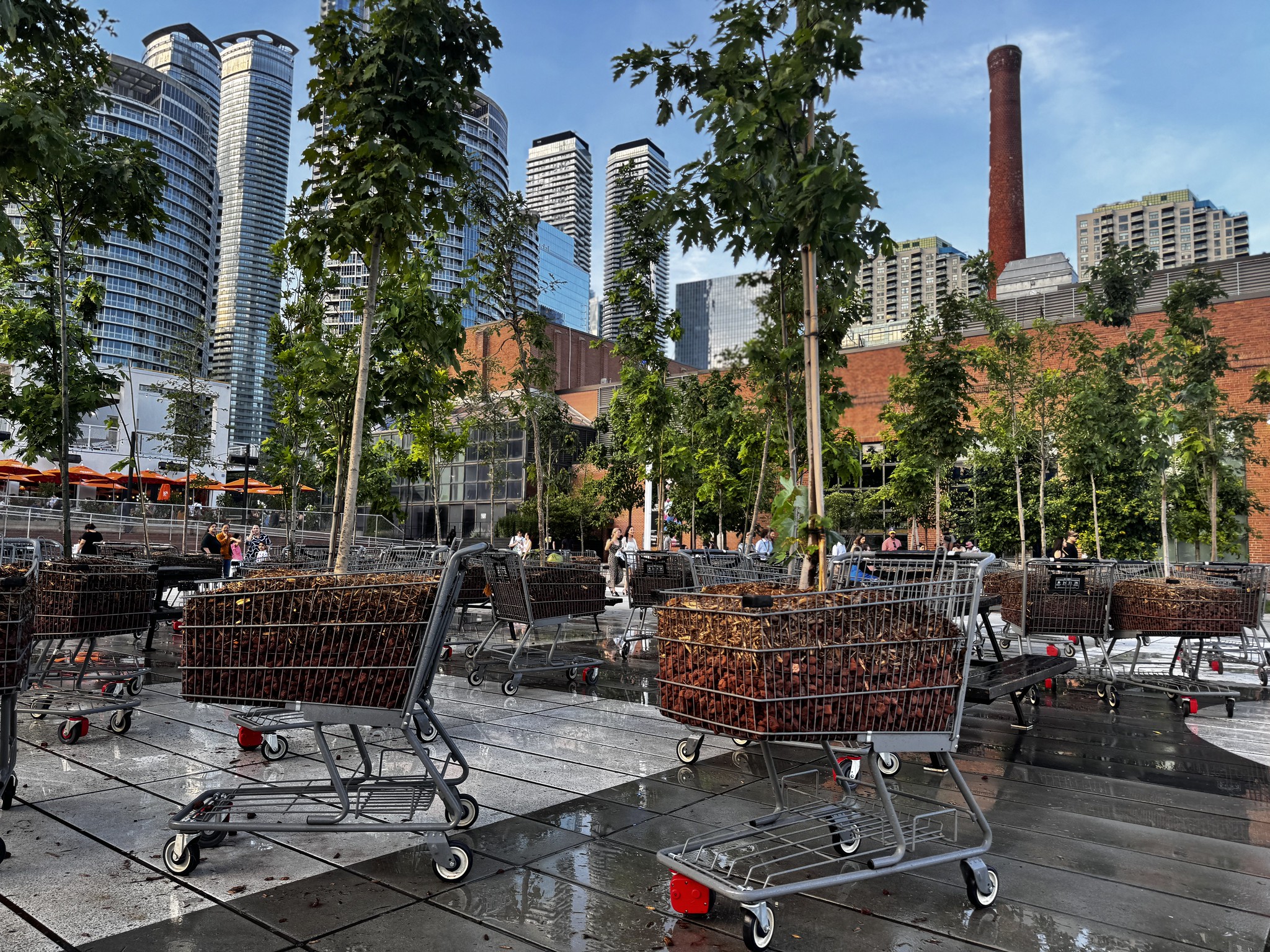 Canopy Connections: Unity Fest