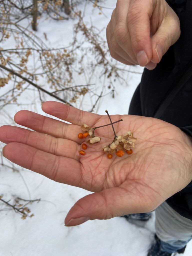 Open palm holding out small plants with berries over snowy ground.